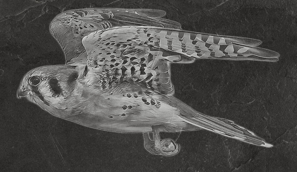 Common Kestrel digital zip download PNG Bundle – Falco tinnunculus in Flight & Perch | 10 png Files one ZIP