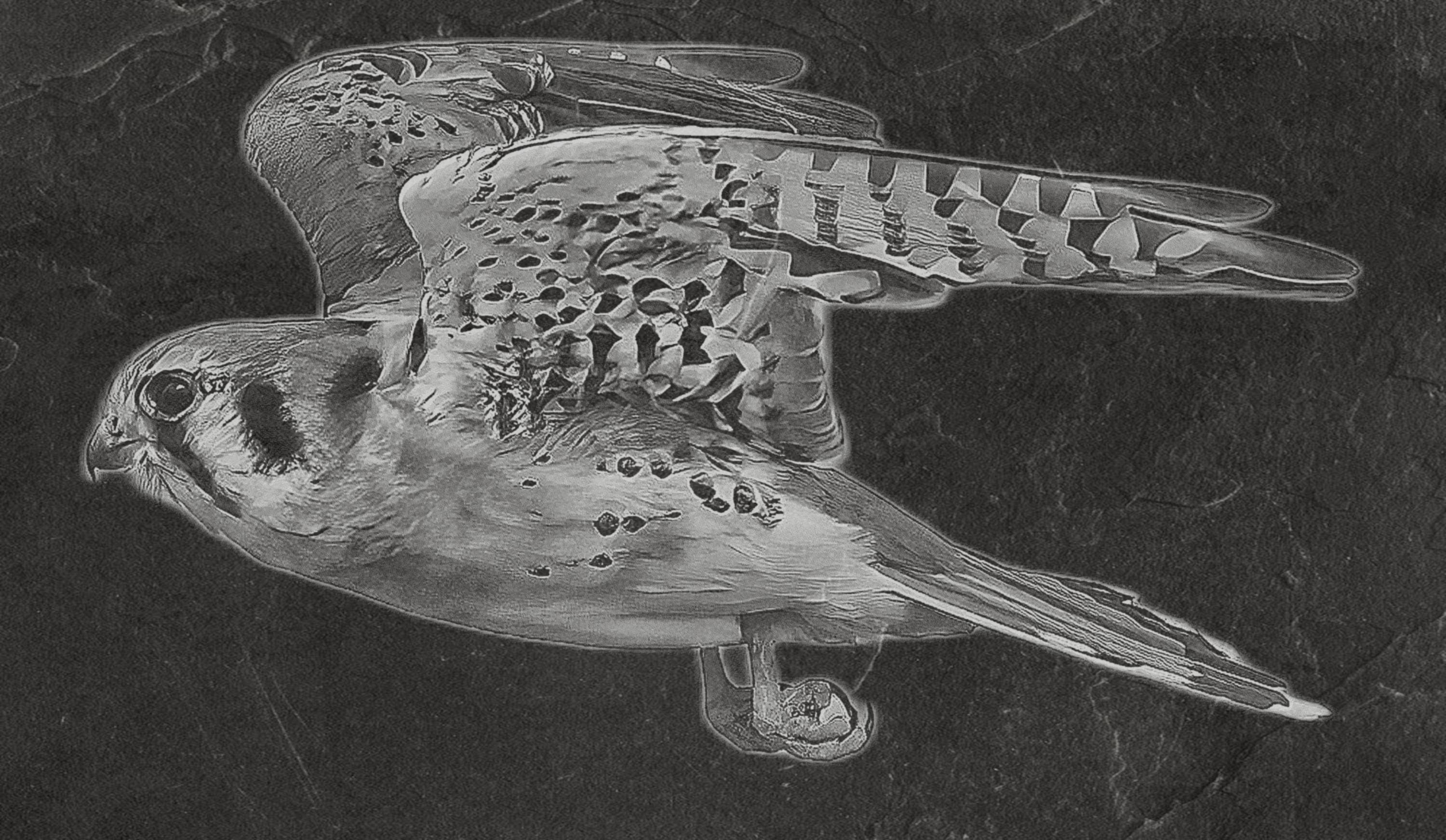 Common Kestrel digital zip download PNG Bundle – Falco tinnunculus in Flight & Perch | 10 png Files one ZIP