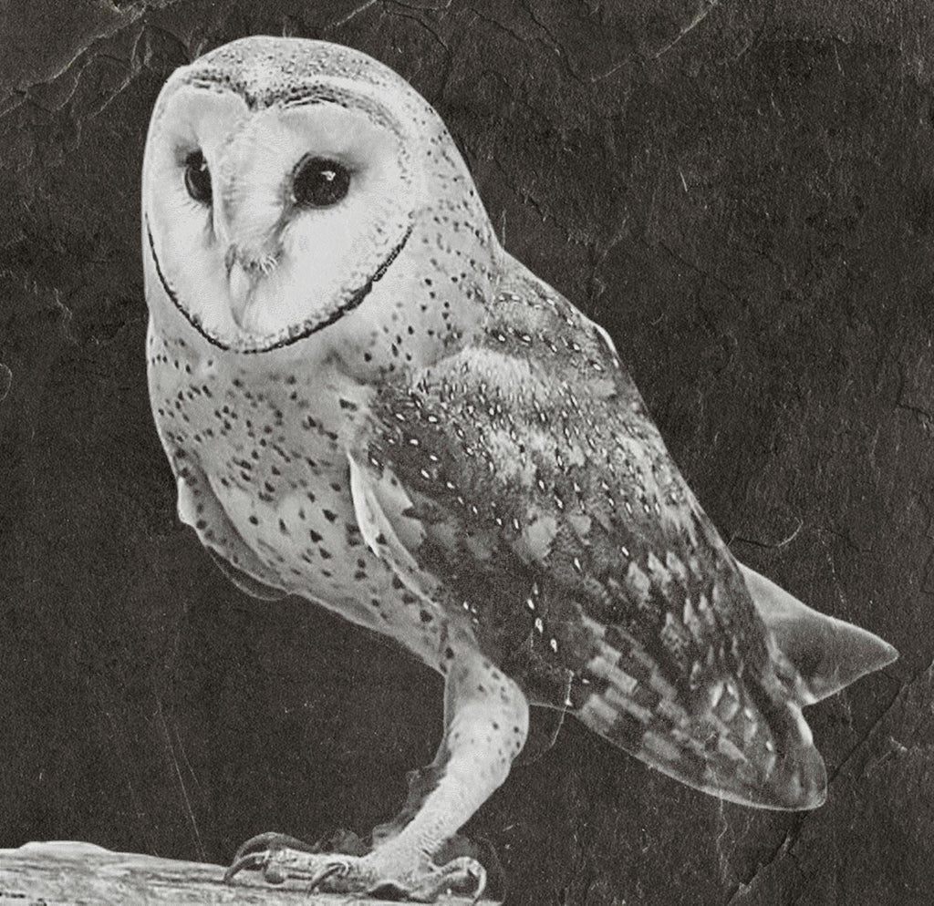 Barn Owl Tyto alba PNG Bundle – 15 png digital files for download. Wildlife Images for Slate, Cork & Birch Wood Engraving