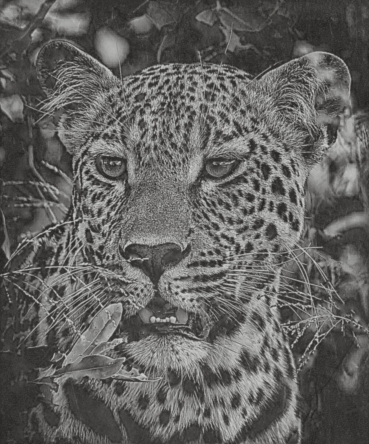Jaguar PNG Bundle for laser engraving – 6 Wildlife Images | Big Cat Digital Download ZIP
