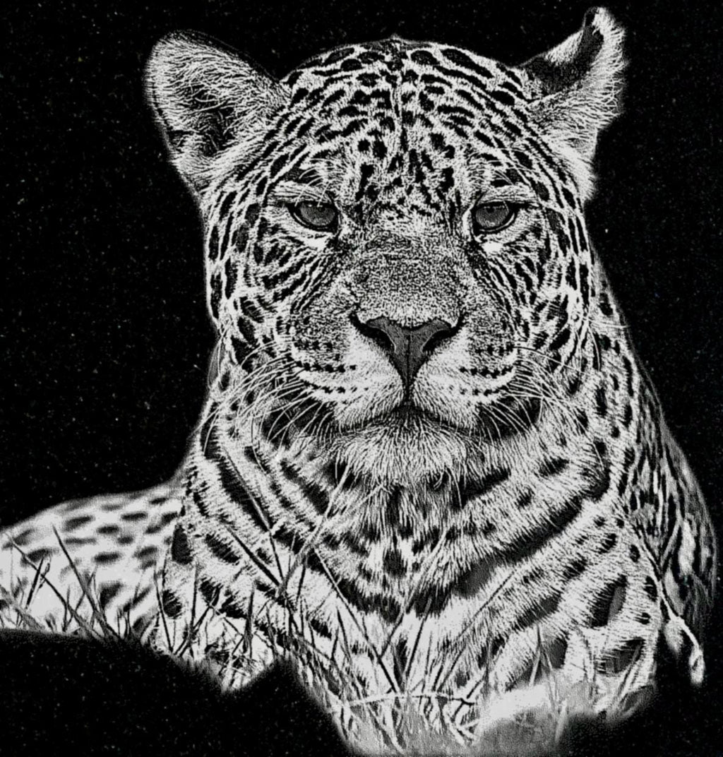 Big Cats Portrait PNG Bundle – Tigers, Cheetah, Puma & Jaguar | 16 Files in 3 ZIPs