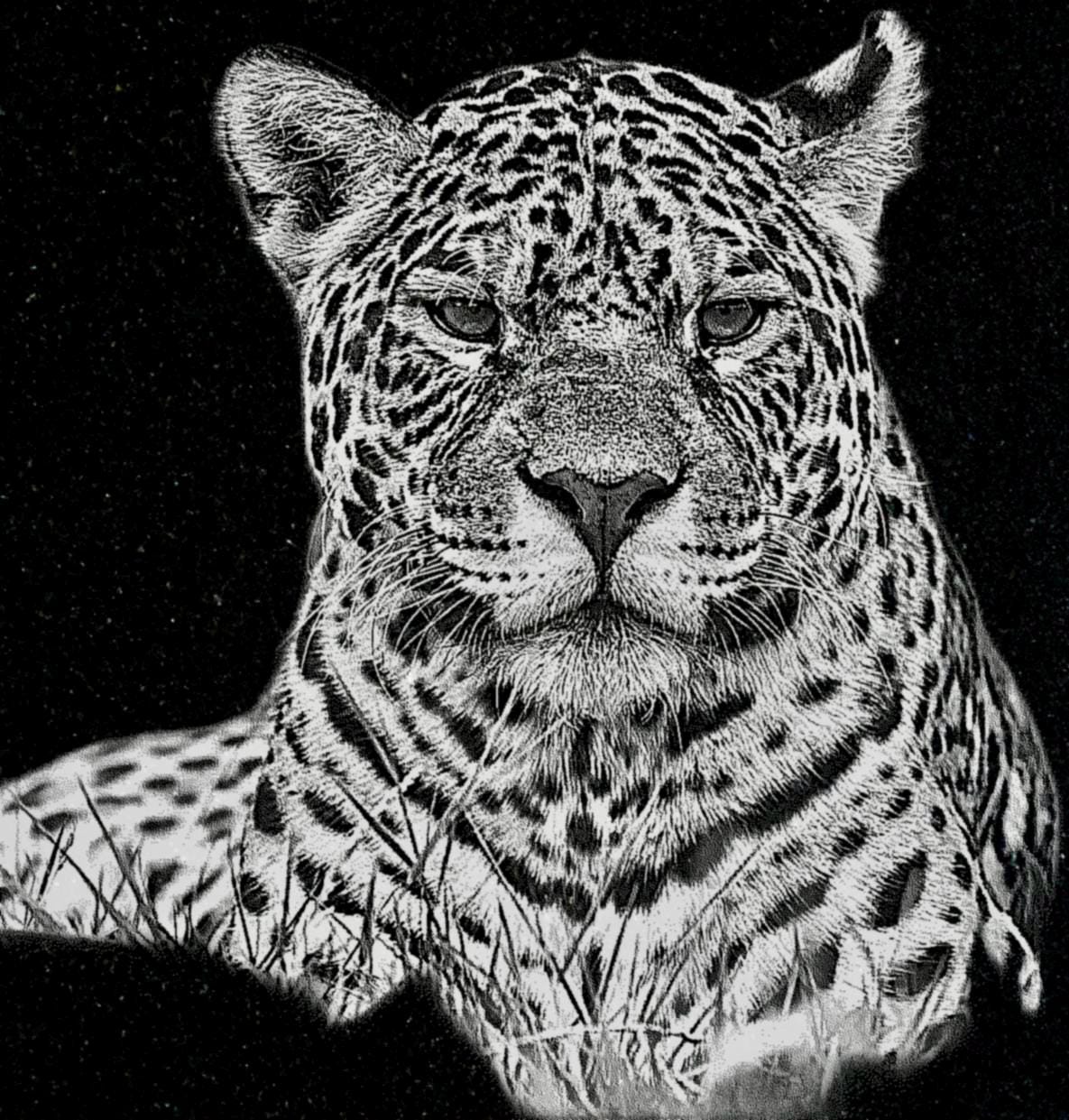 Big Cats Portrait PNG Bundle – Tigers, Cheetah, Puma & Jaguar | 16 Files in 3 ZIPs