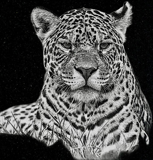 Big Cats Portrait PNG Bundle – Tigers, Cheetah, Puma & Jaguar | 16 Files in 3 ZIPs