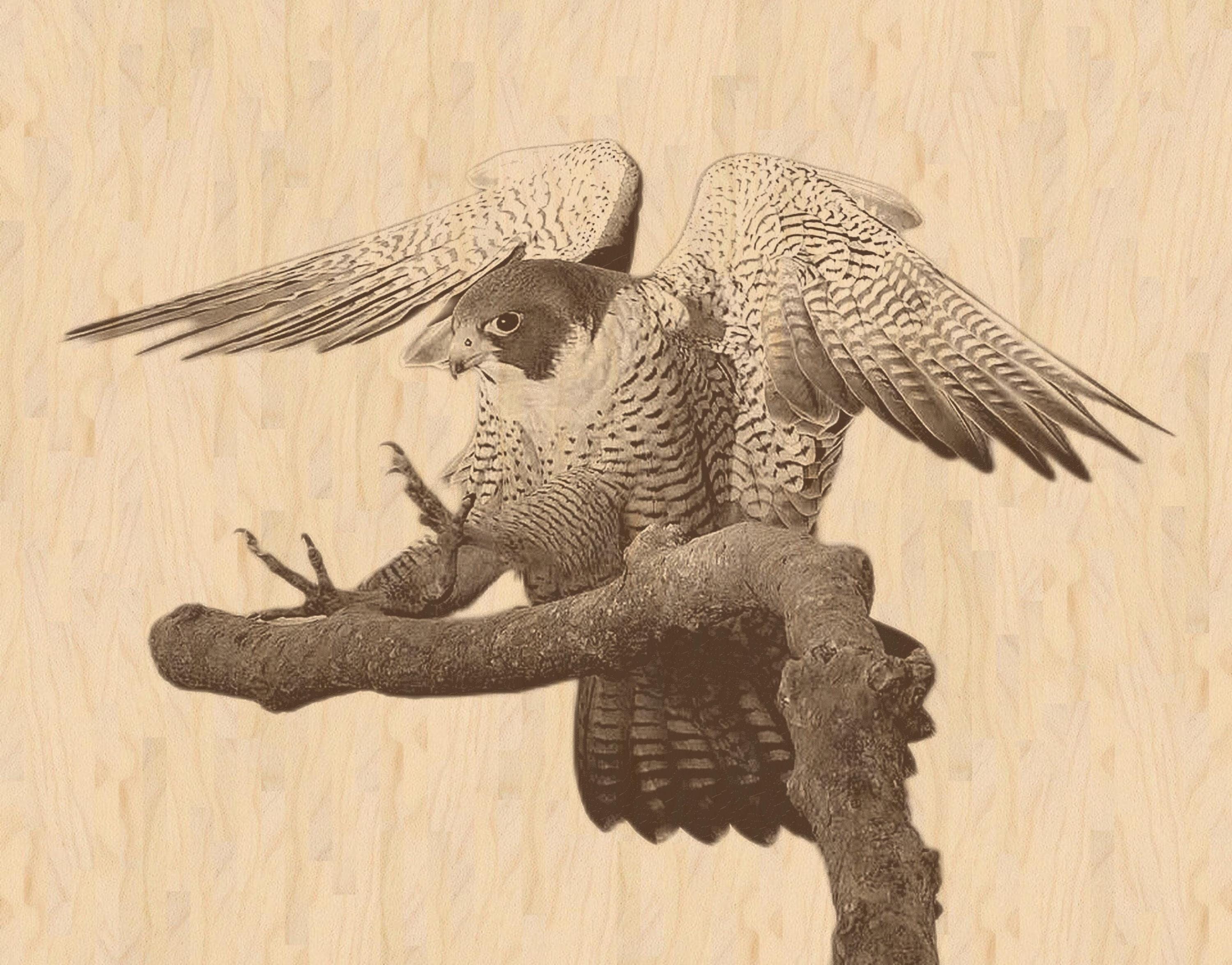 Peregrine Falcon PNG Bundle – Perched, Flying & Nesting with Chicks | 10 Files in 2 ZIPs