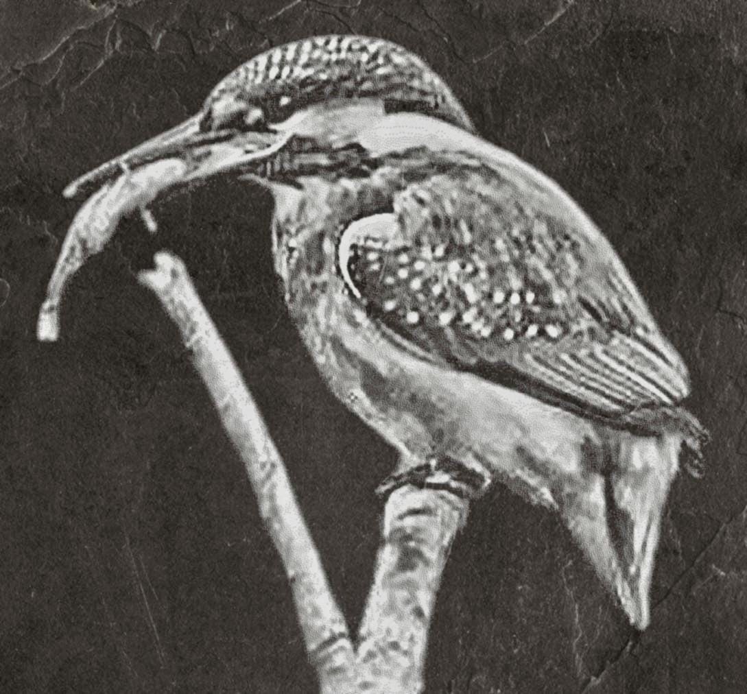 Kingfisher PNG Bundle | Kingfisher in Flight, Perched & Fish Catch | 12 PNG Files – 2 ZIP digital Downloads