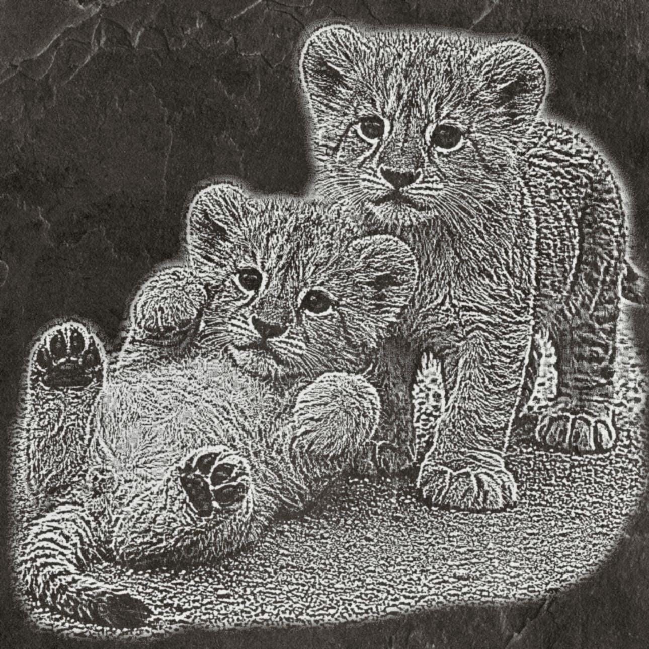 Lion Waterhole PNG Set – 5 Images | Lionesses Portrait & Playful Cubs | Wildlife Laser Engraving | Digital Download