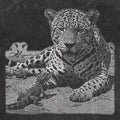 Leopard & Baby Crocodile PNG | Waterhole Scene | African Safari Wildlife | Laser Engraving Digital Download