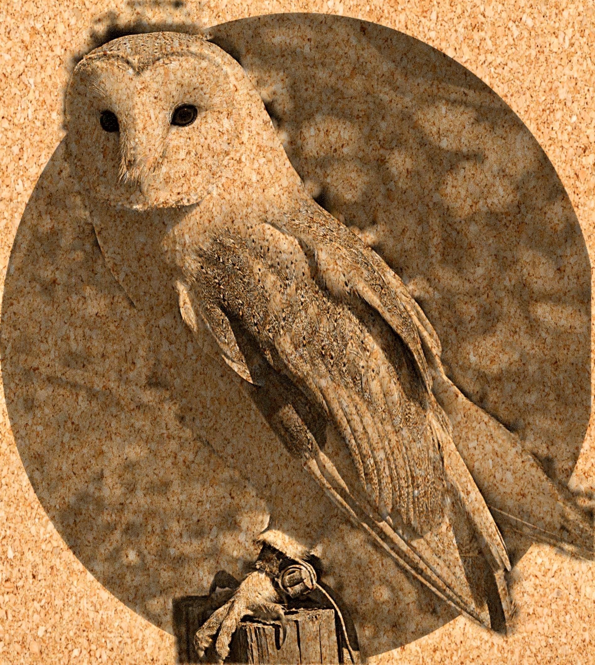 Barn Owl Tyto alba PNG Bundle – 15 png digital files for download. Wildlife Images for Slate, Cork & Birch Wood Engraving