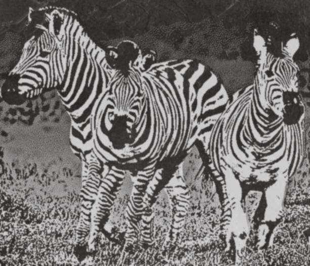 Zebra PNG Laser Engraving | Digital Download