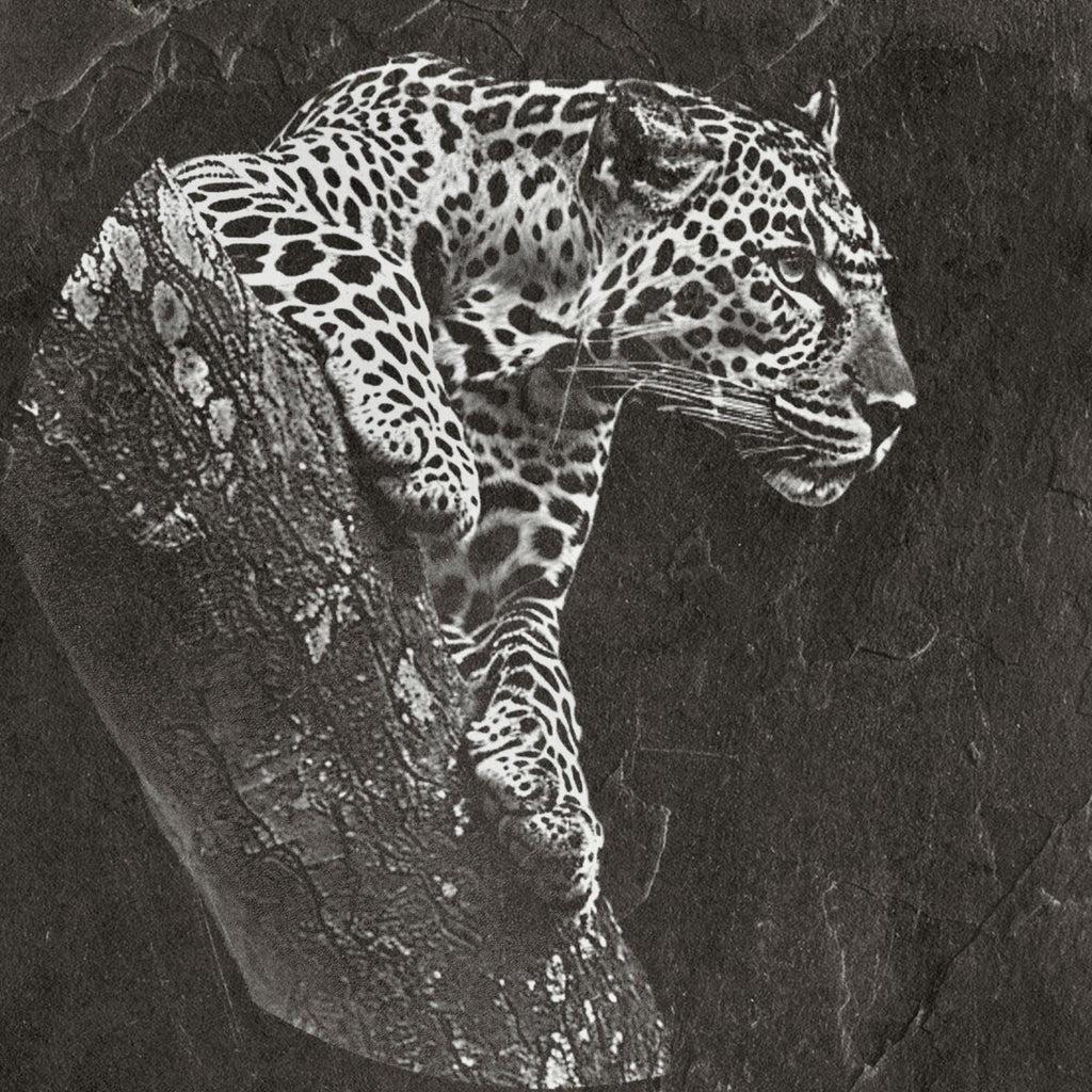 Leopard PNG Set – 5 Files | African Safari Wildlife | Laser Engraving Digital Download
