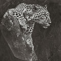 Leopard PNG Set – 5 Files | African Safari Wildlife | Laser Engraving Digital Download