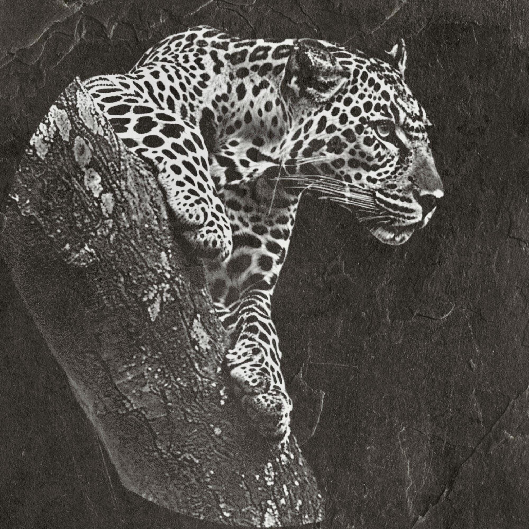 Leopard PNG Set – 5 Files | African Safari Wildlife | Laser Engraving Digital Download