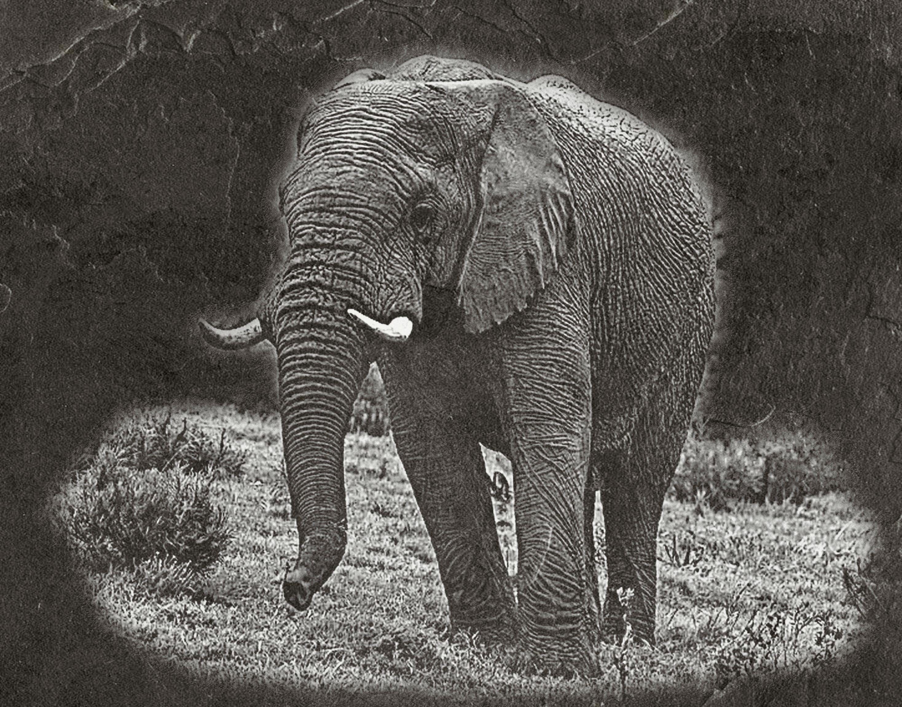 Elephant in Savannah 8  PNG files | Laser Engraving File | Wildlife Digital Download | Slate Engraving Design