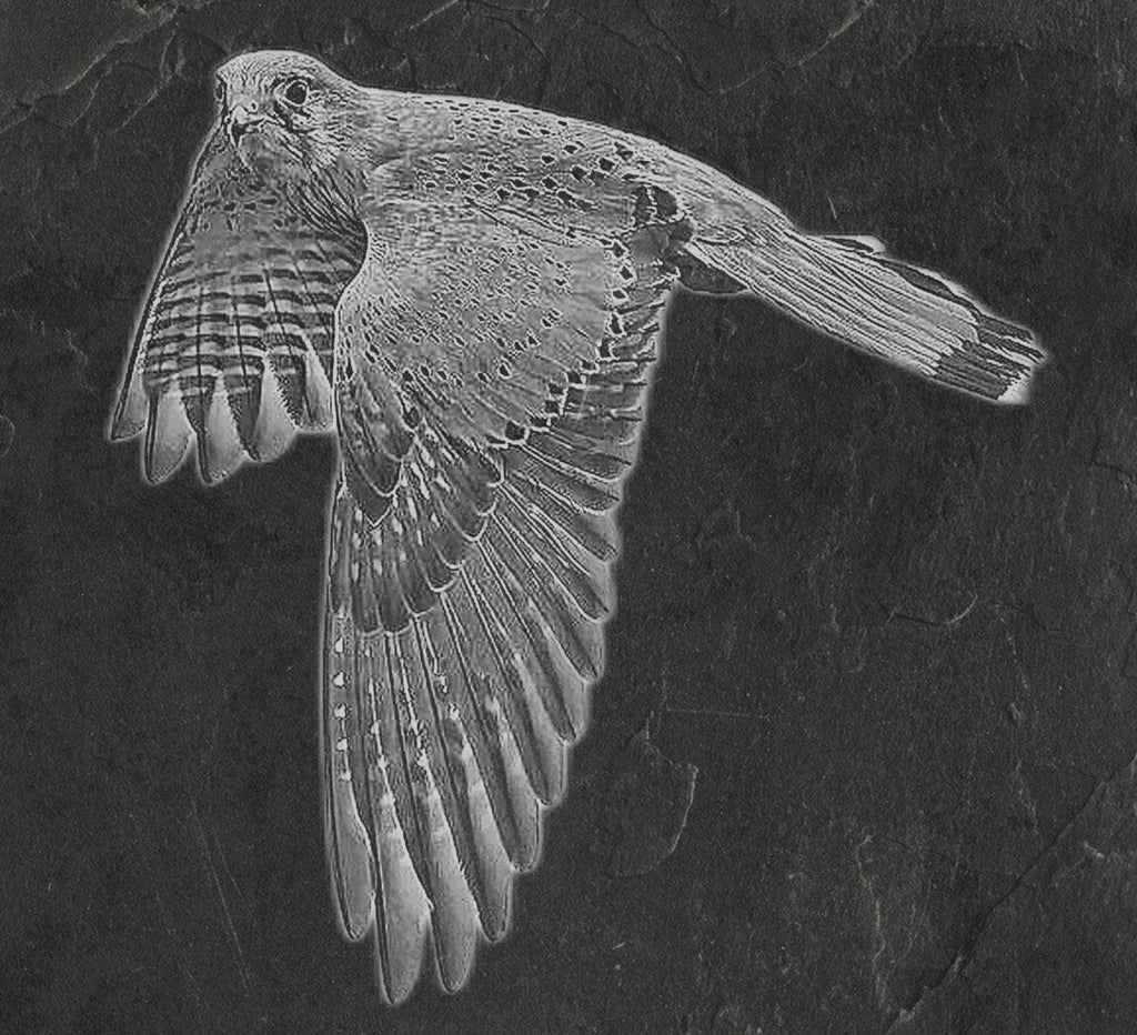 Common Kestrel digital zip download PNG Bundle – Falco tinnunculus in Flight & Perch | 10 png Files one ZIP