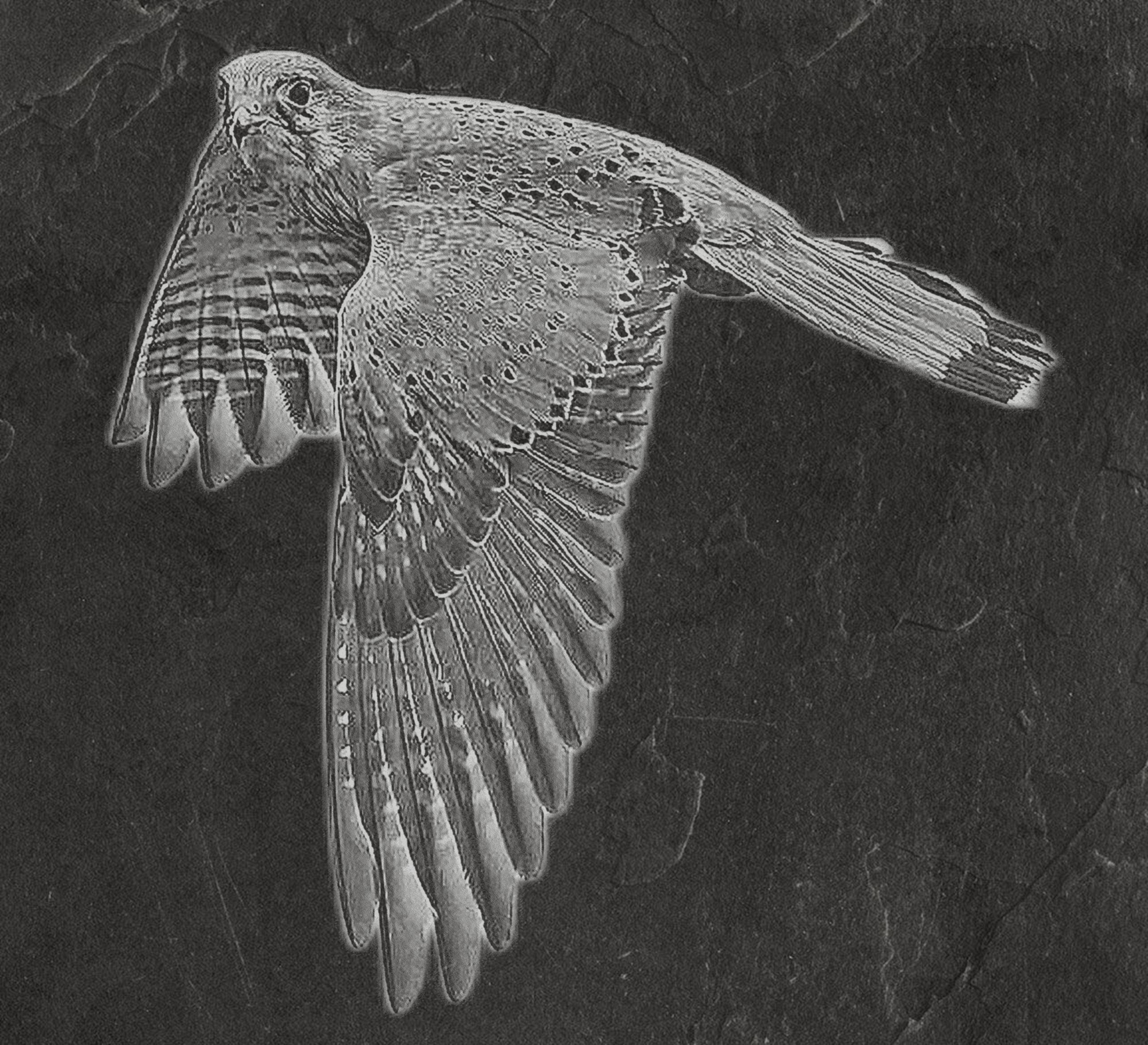 Common Kestrel digital zip download PNG Bundle – Falco tinnunculus in Flight & Perch | 10 png Files one ZIP