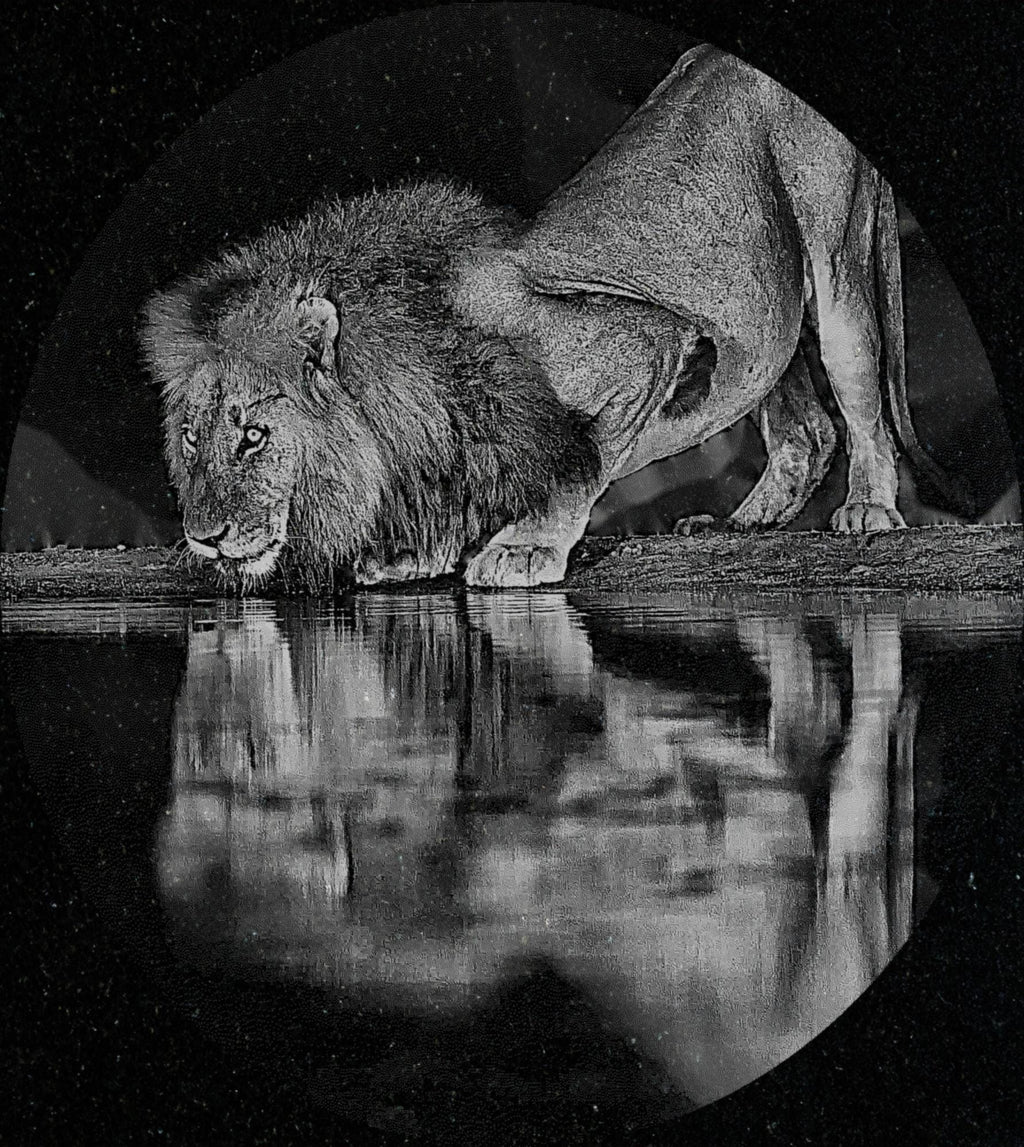 Lion at Waterhole PNG Bundle – 10 African Wildlife Images | Digital Download in 2  ZIP