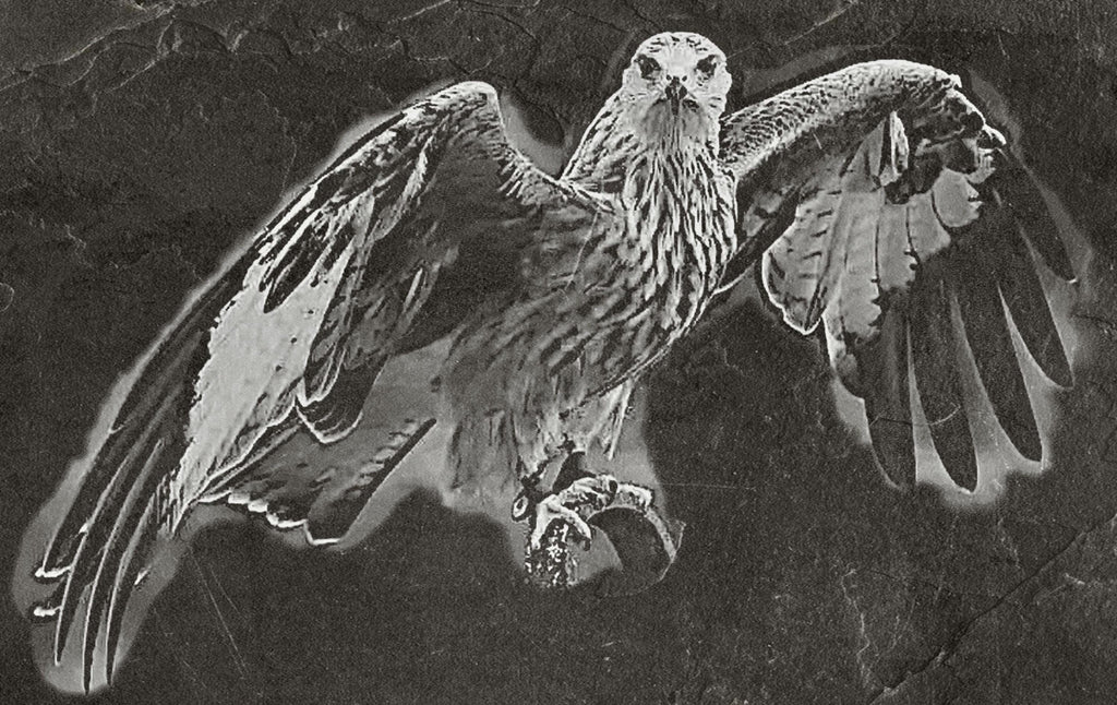 8 PNG files 2 zip files Red Kite Birds of Prey in Flight & Perched | Woodland Wildlife Art | British Bird Nature Design