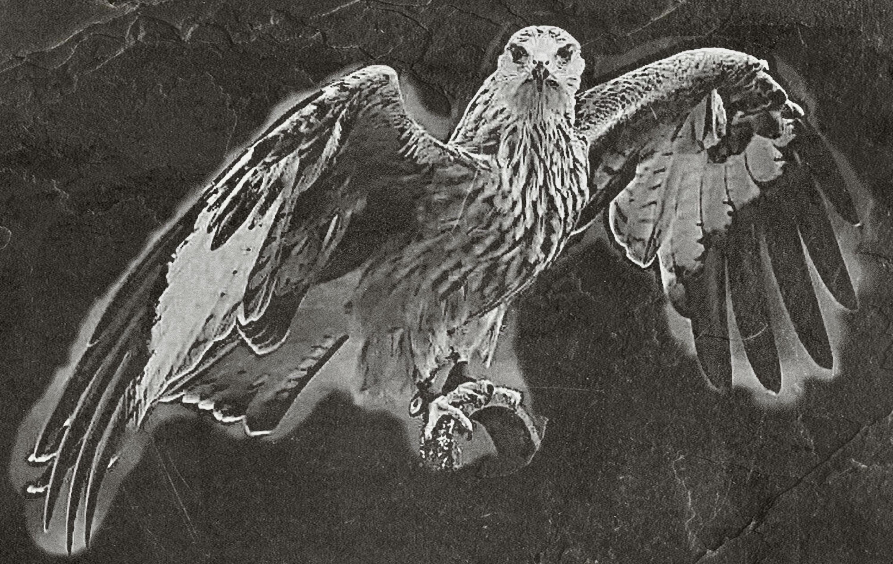 8 PNG files 2 zip files Red Kite Birds of Prey in Flight & Perched | Woodland Wildlife Art | British Bird Nature Design