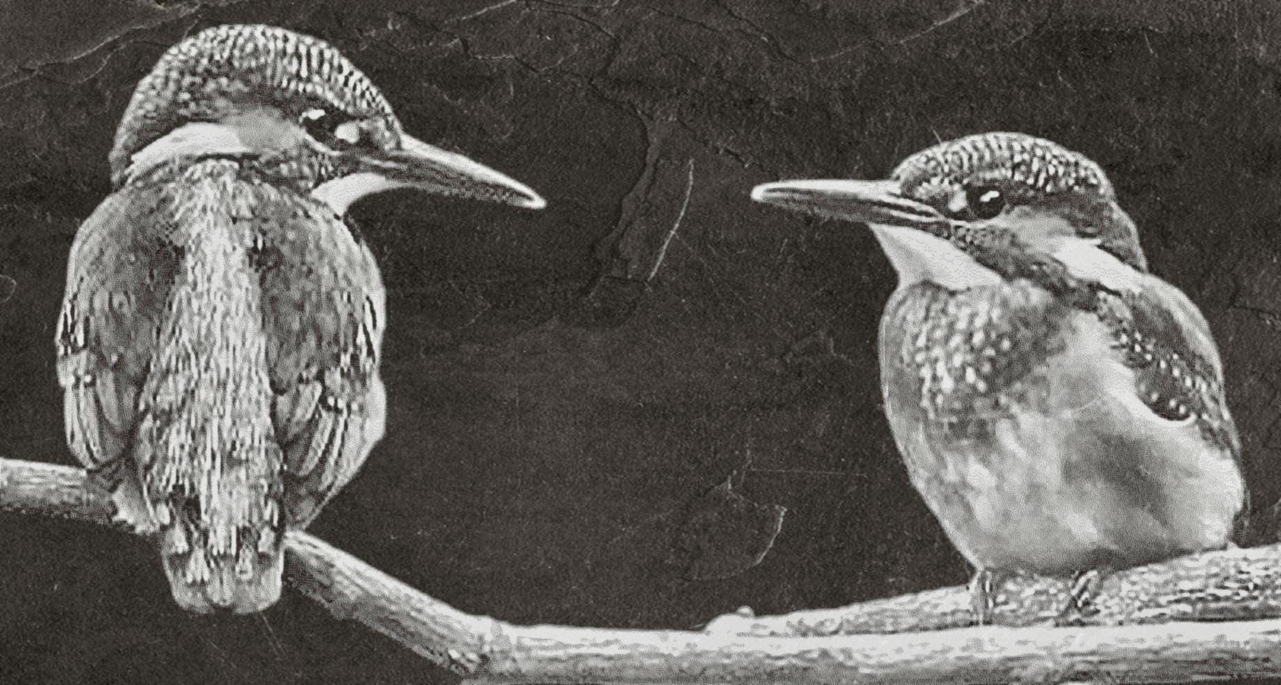 Kingfisher PNG Bundle | Kingfisher in Flight, Perched & Fish Catch | 12 PNG Files – 2 ZIP digital Downloads