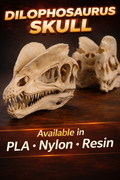 Dilophosaurus Skull 3D Print | Dinosaur Fossil Replica