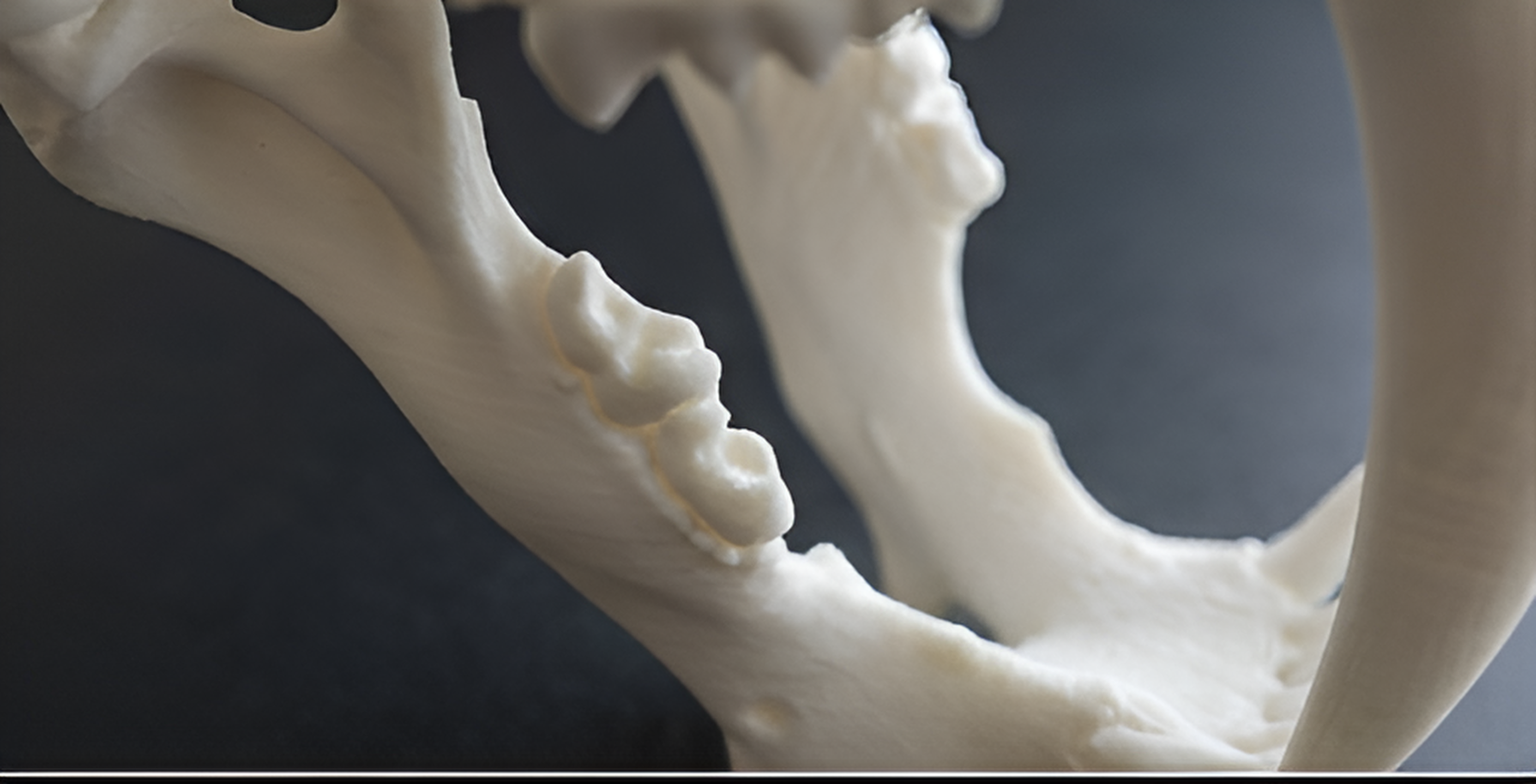 Smilodon Saber Tooth Skull 3D Print | Saber-Toothed Cat Fossil Replica | Desk Decor Skull Model | Prehistoric Gift | PLA Nylon Resin | 140mm Model