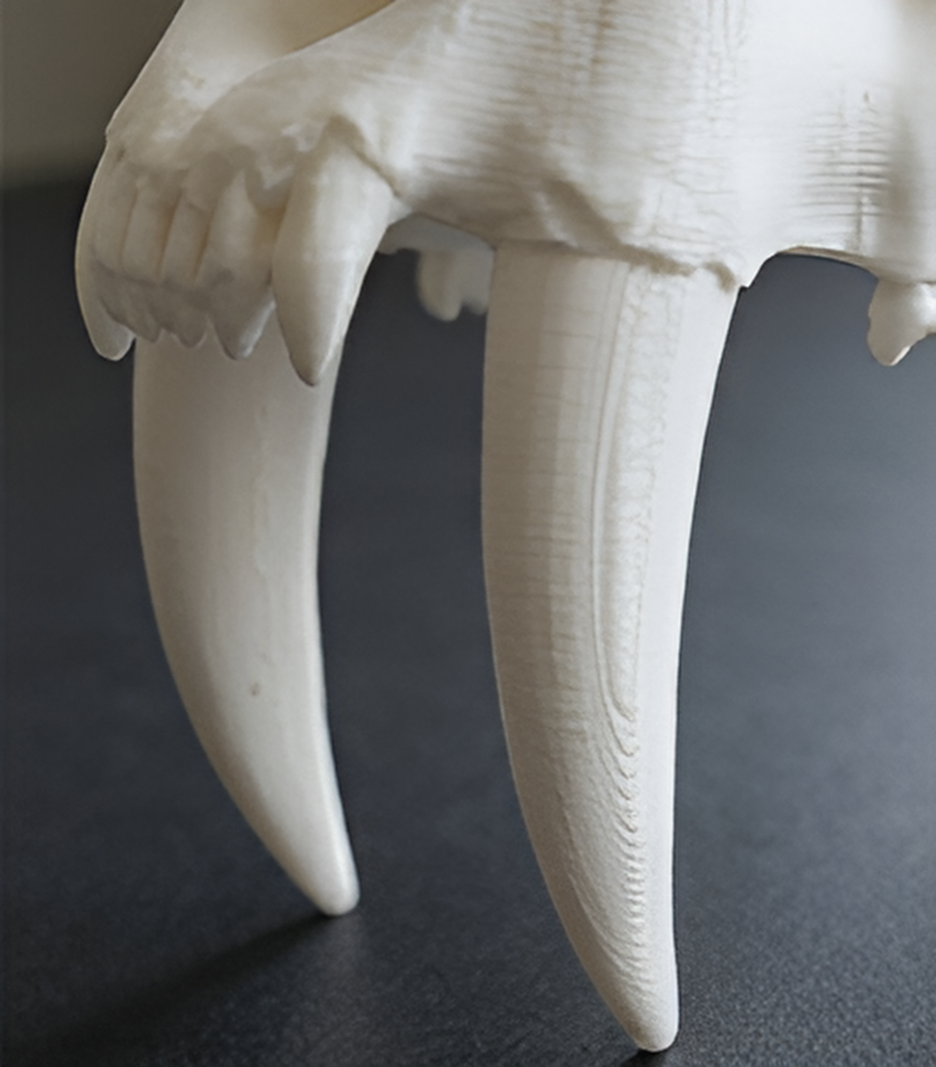 Smilodon Saber Tooth Skull 3D Print | Saber-Toothed Cat Fossil Replica | Prehistoric Skull Model | Desk Decor | Ice Age Gift | PLA Resin Nylon | 160mm