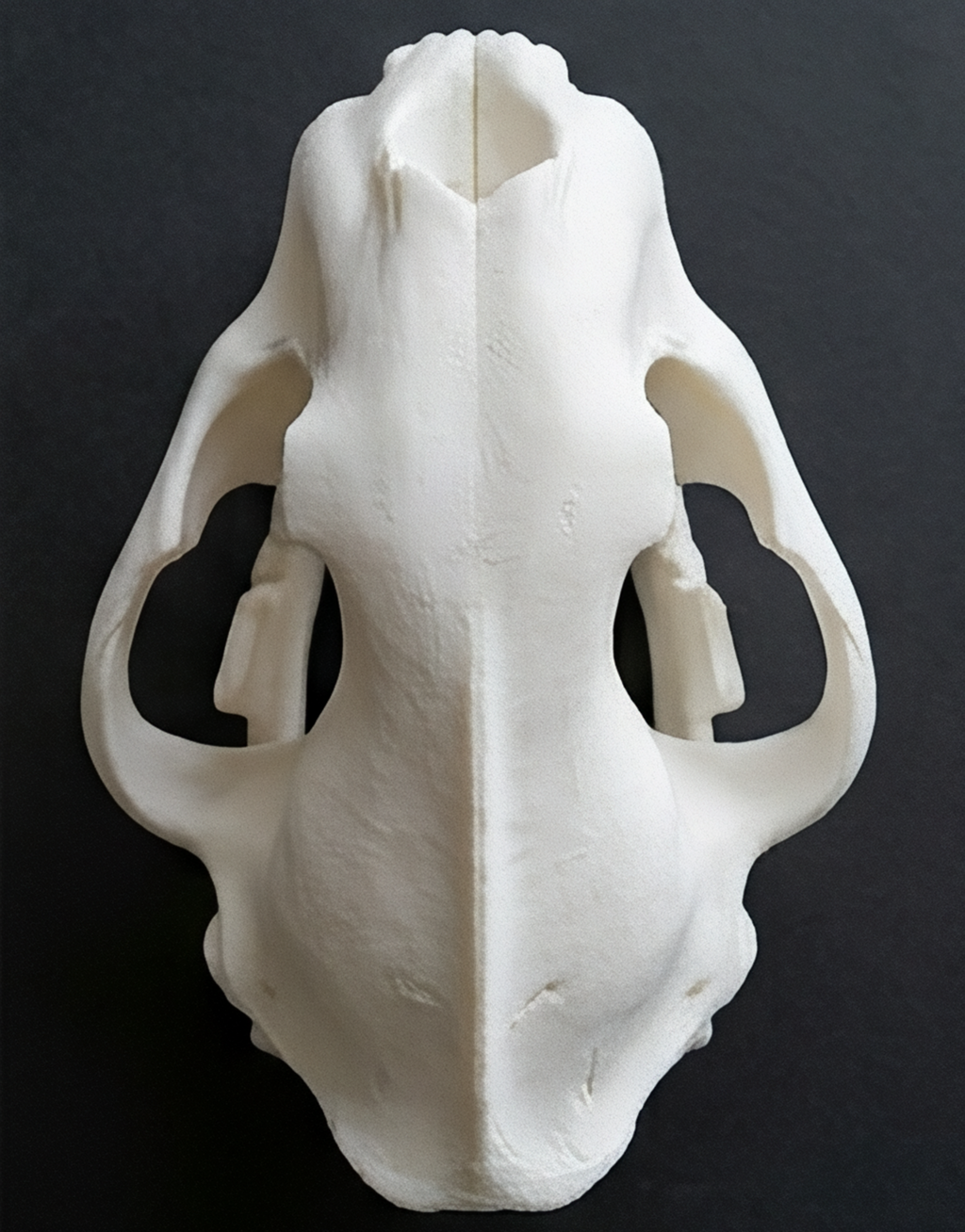 Smilodon Saber Tooth Skull 3D Print | Saber-Toothed Cat Fossil Replica | Desk Decor Skull Model | Prehistoric Gift | PLA Nylon Resin | 140mm Model