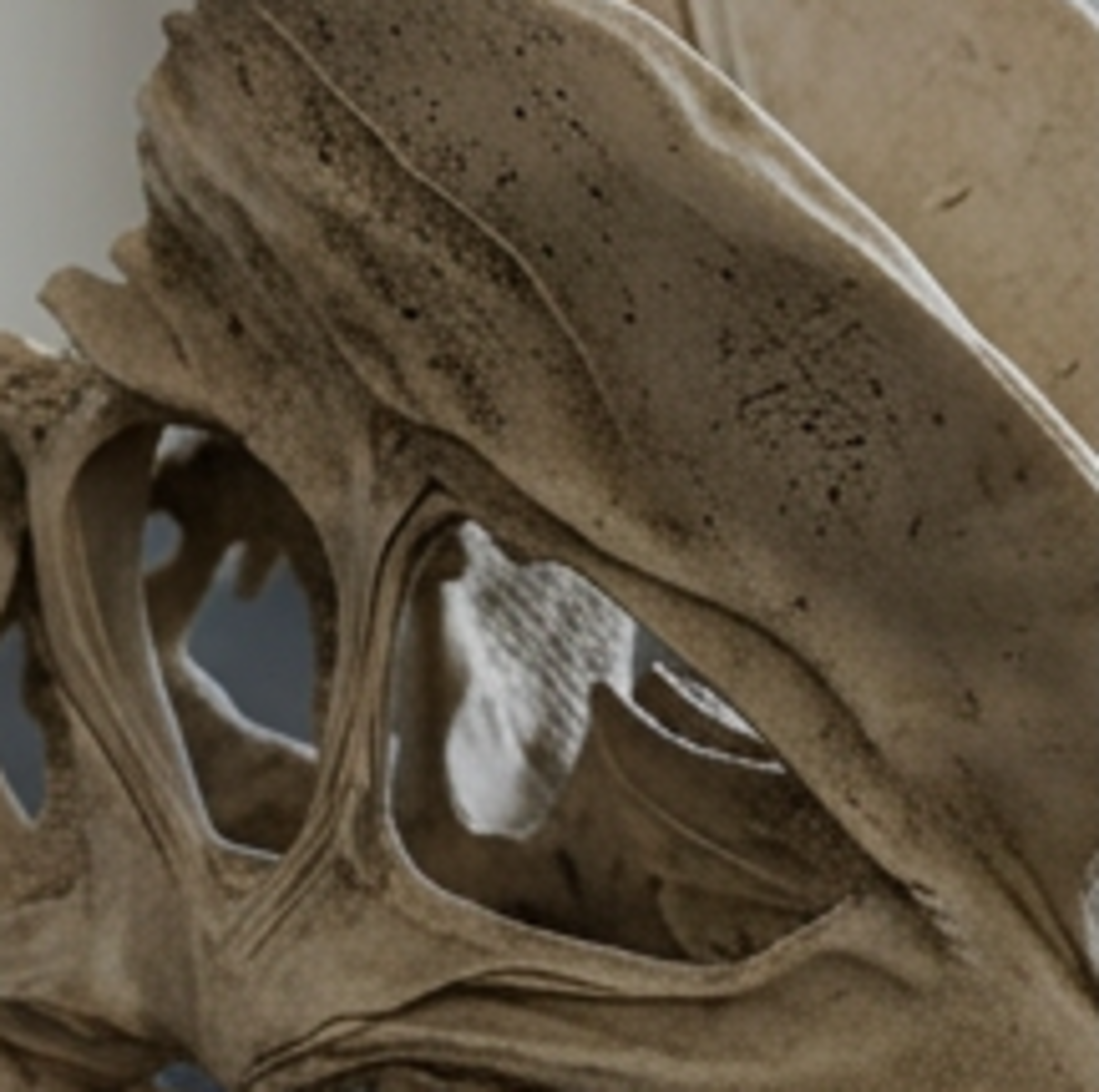 Dilophosaurus Skull 3D Print | Dinosaur Fossil Replica