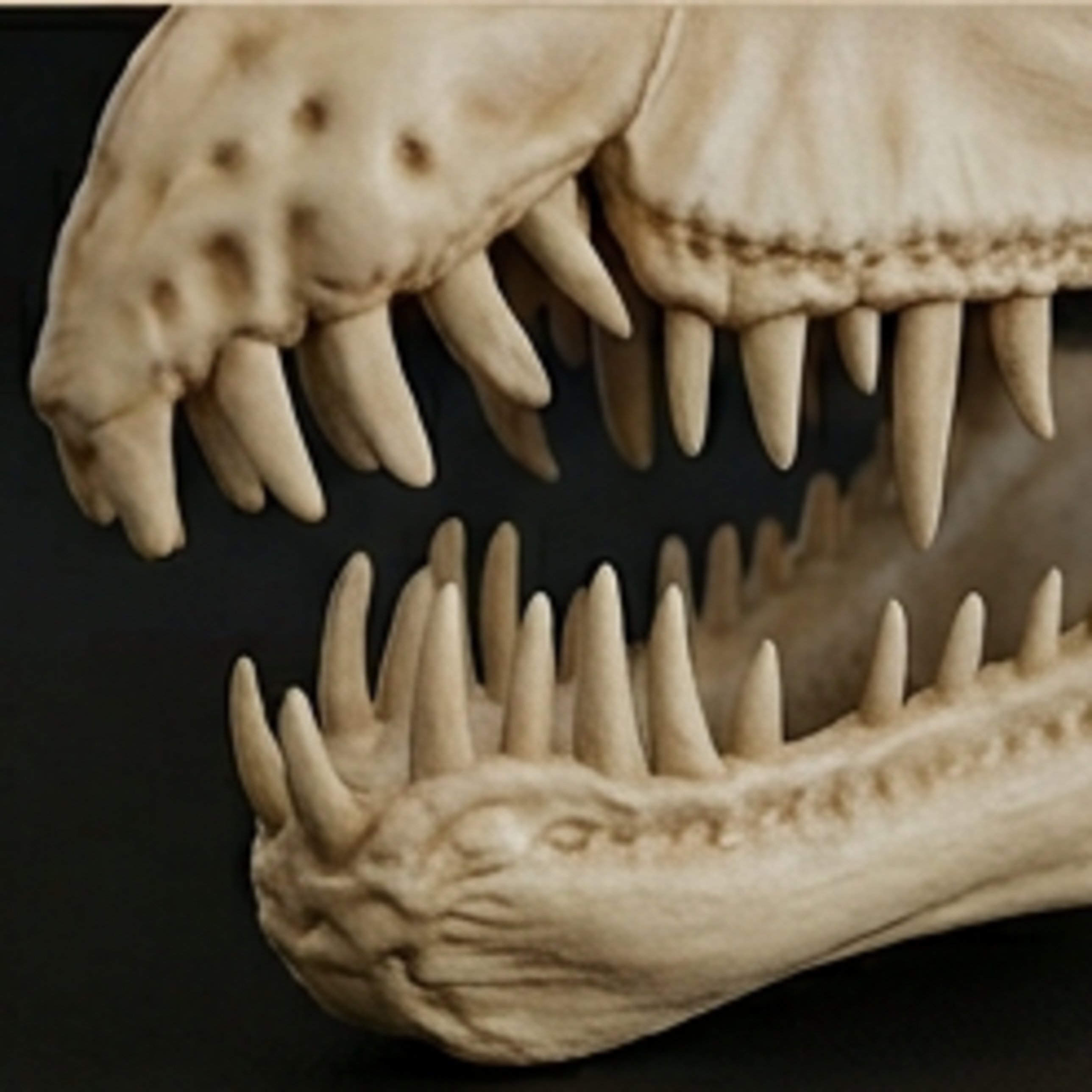 Dilophosaurus Skull 3D Print | Dinosaur Fossil Replica