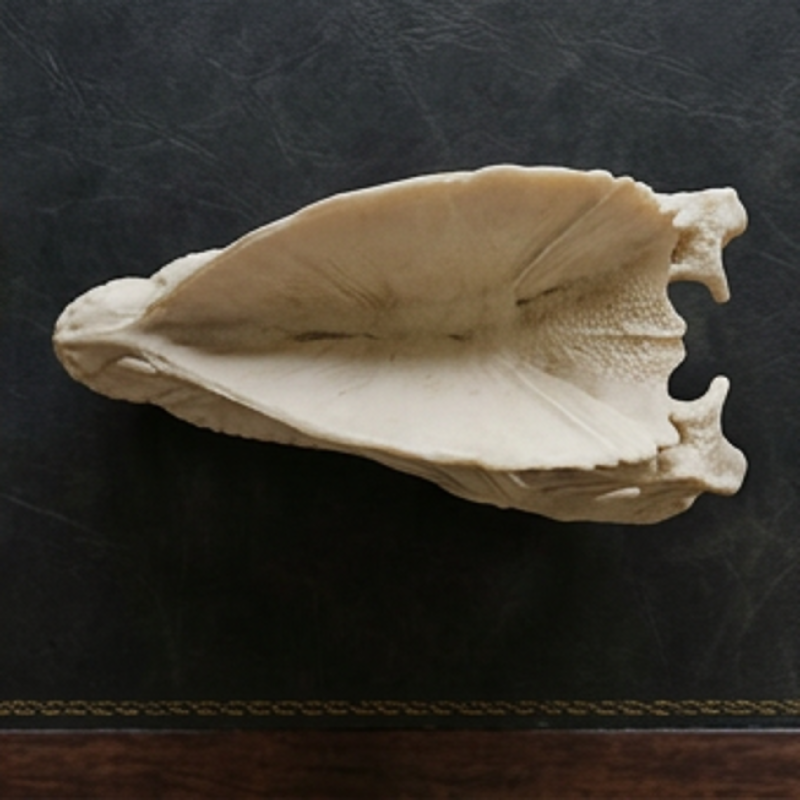 Dilophosaurus Skull 3D Print | Dinosaur Fossil Replica