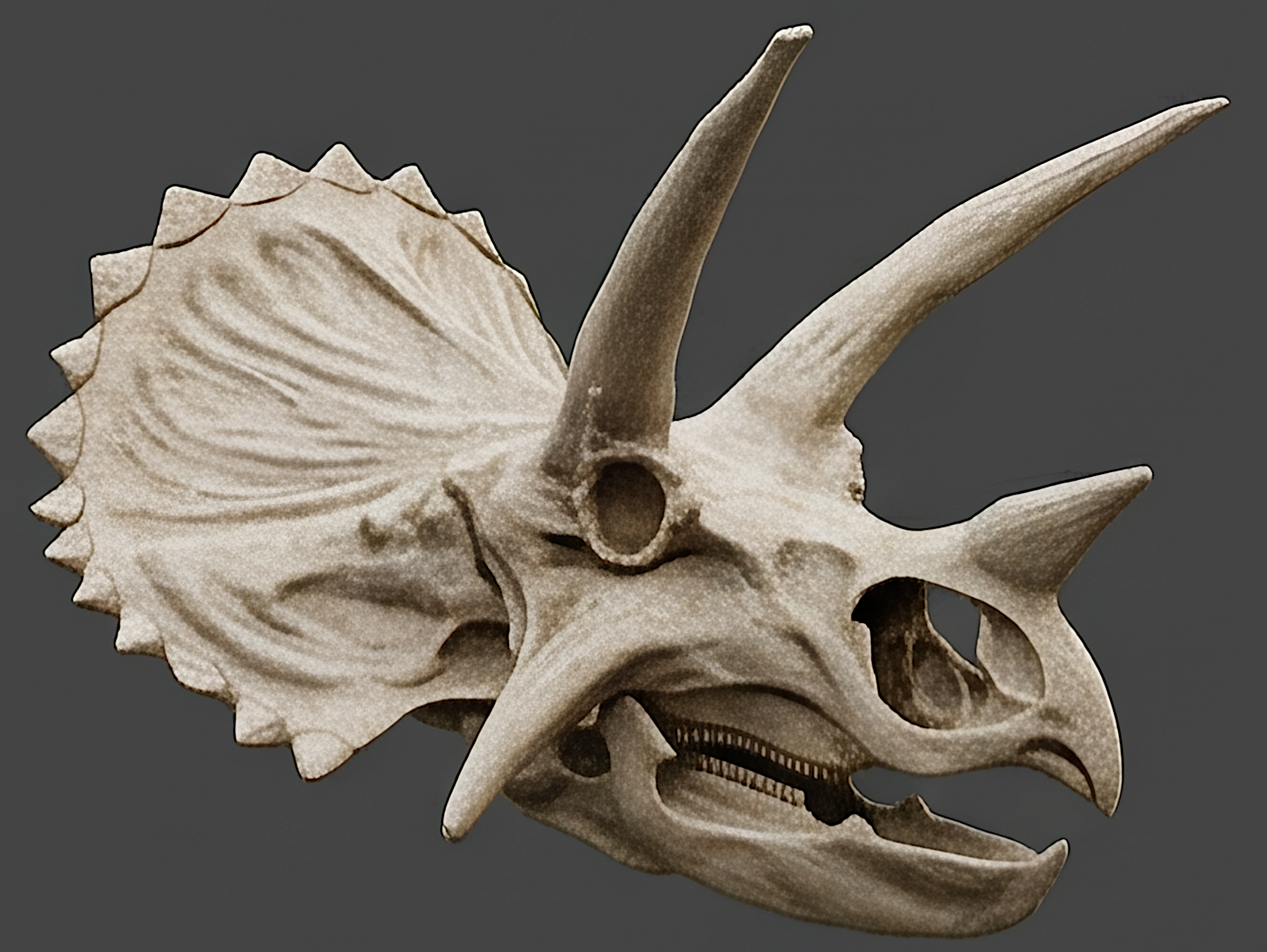 Triceratops Skull Replica 3D Print – Detailed Dinosaur Skull Model | PLA, Nylon & Resin