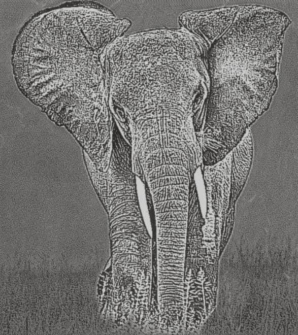 Elephant in Savannah PNG Bundle | African Elephant Wildlife Art | 14 PNG Files – 2 ZIP Downloads
