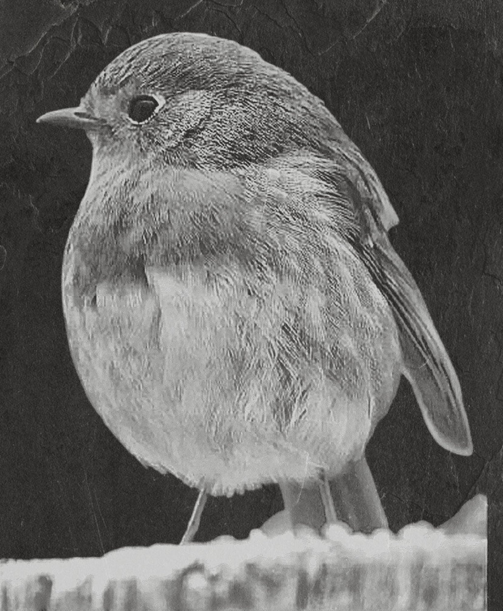 Robin PNG Bundle | European Robin Wildlife Art | 17 PNG Files – 2 ZIP Downloads laser engraving light burn