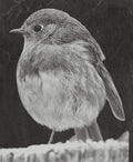 Robin PNG Bundle | European Robin Wildlife Art | 17 PNG Files – 2 ZIP Downloads laser engraving light burn