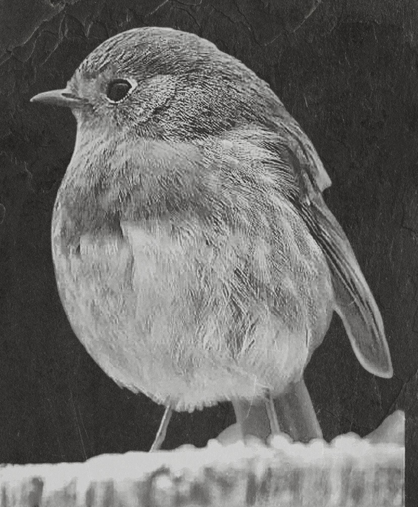 Robin PNG Bundle | European Robin Wildlife Art | 17 PNG Files – 2 ZIP Downloads laser engraving light burn