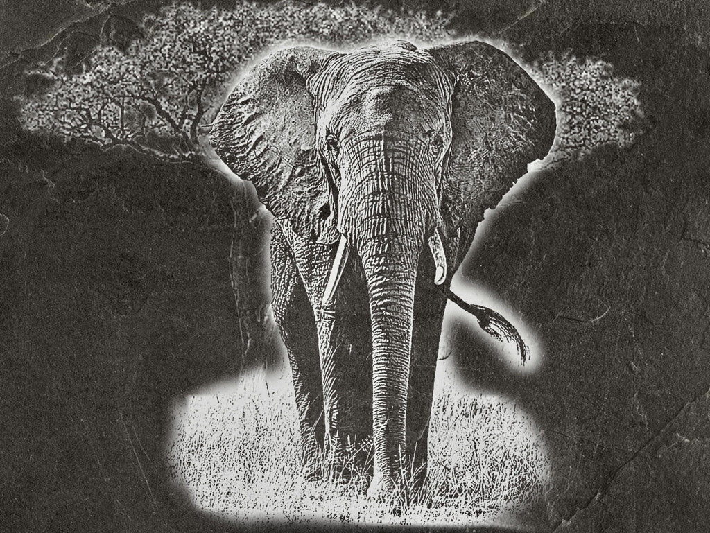 Elephant in Savannah 8  PNG files | Laser Engraving File | Wildlife Digital Download | Slate Engraving Design