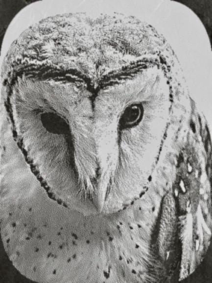 Barn Owl Tyto alba PNG Bundle – 15 png digital files for download. Wildlife Images for Slate, Cork & Birch Wood Engraving