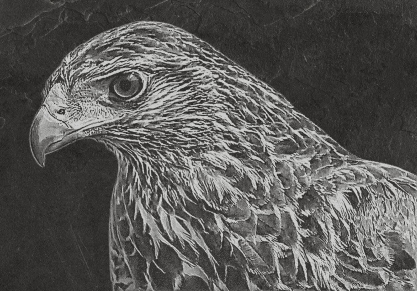 Common Buzzard PNG Bundle – Buteo buteo in Flight & Perch | 14 Files in 2 ZIPs laser engraving files