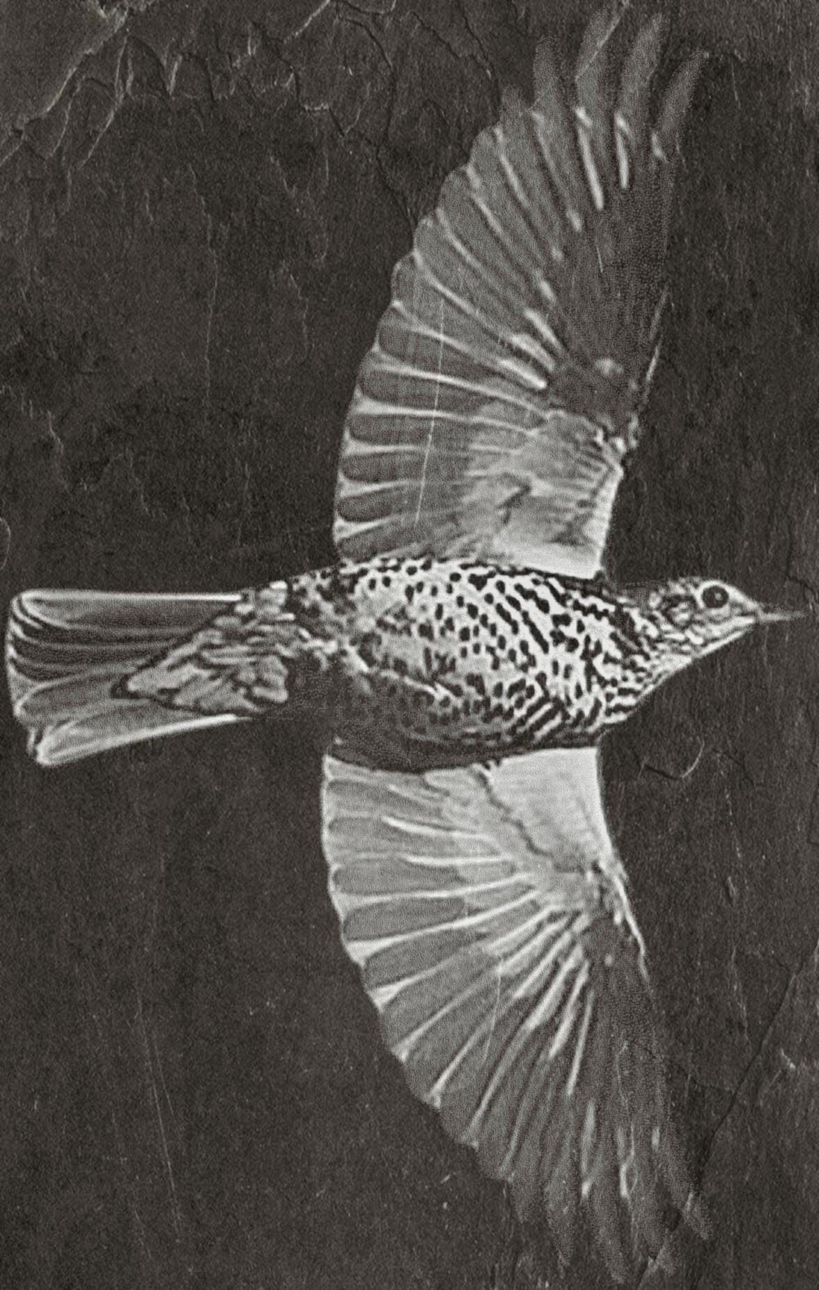 8 PNG files Mistle Thrush Bird PNG Bundle – Nesting, Flying & Woodland Poses | 8 Wildlife Clipart Downloads