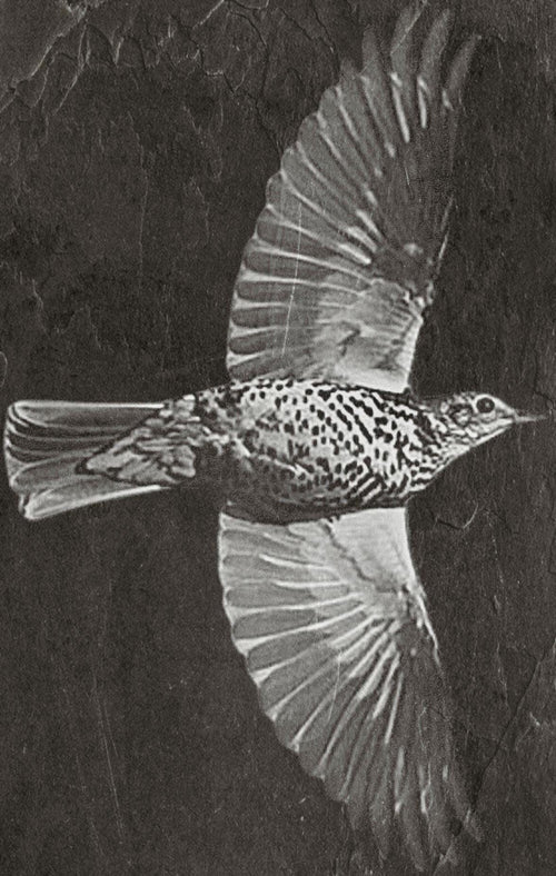 8 PNG files Mistle Thrush Bird PNG Bundle – Nesting, Flying & Woodland Poses | 8 Wildlife Clipart Downloads