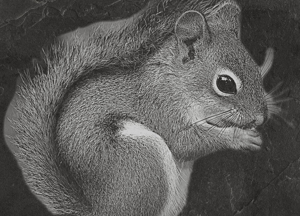 Red Squirrel PNG Set | Laser Engraving Files | 8 Wildlife Designs | Slate Engraving PNG | Digital Download