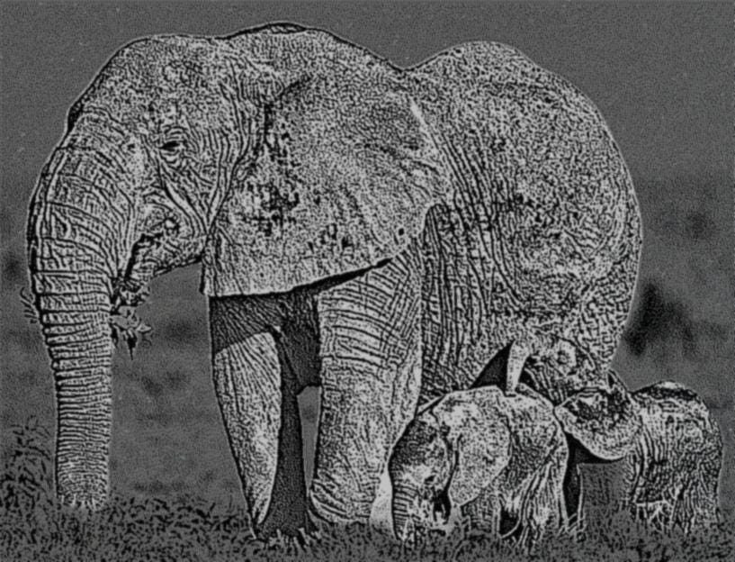 Elephant in Savannah PNG Bundle | African Elephant Wildlife Art | 14 PNG Files – 2 ZIP Downloads