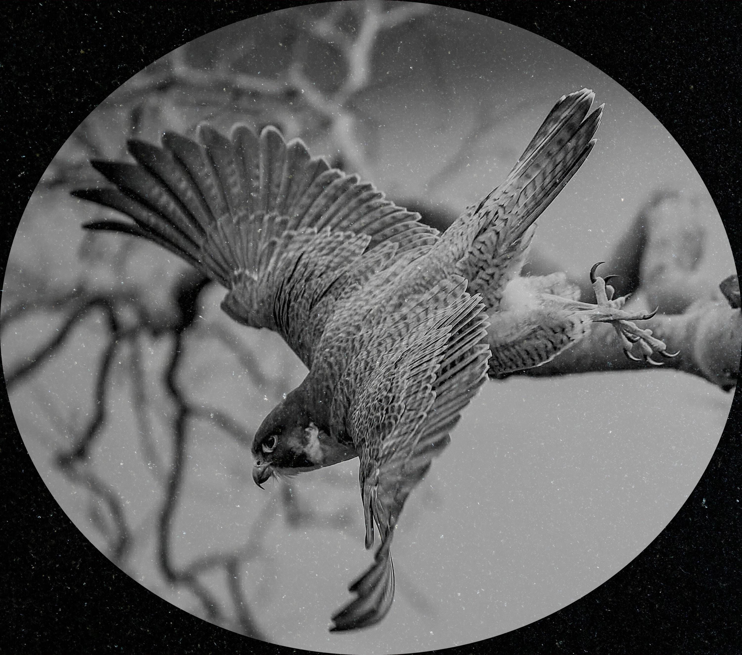 Peregrine Falcon PNG Bundle – Perched, Flying & Nesting with Chicks | 10 Files in 2 ZIPs