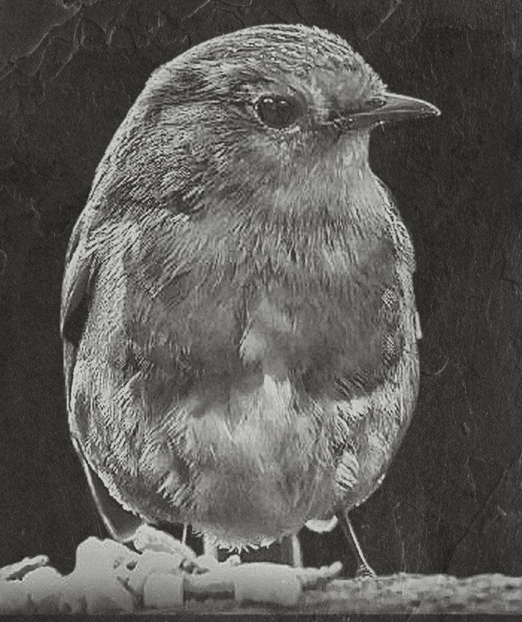 Robin PNG Bundle | European Robin Wildlife Art | 17 PNG Files – 2 ZIP Downloads laser engraving light burn