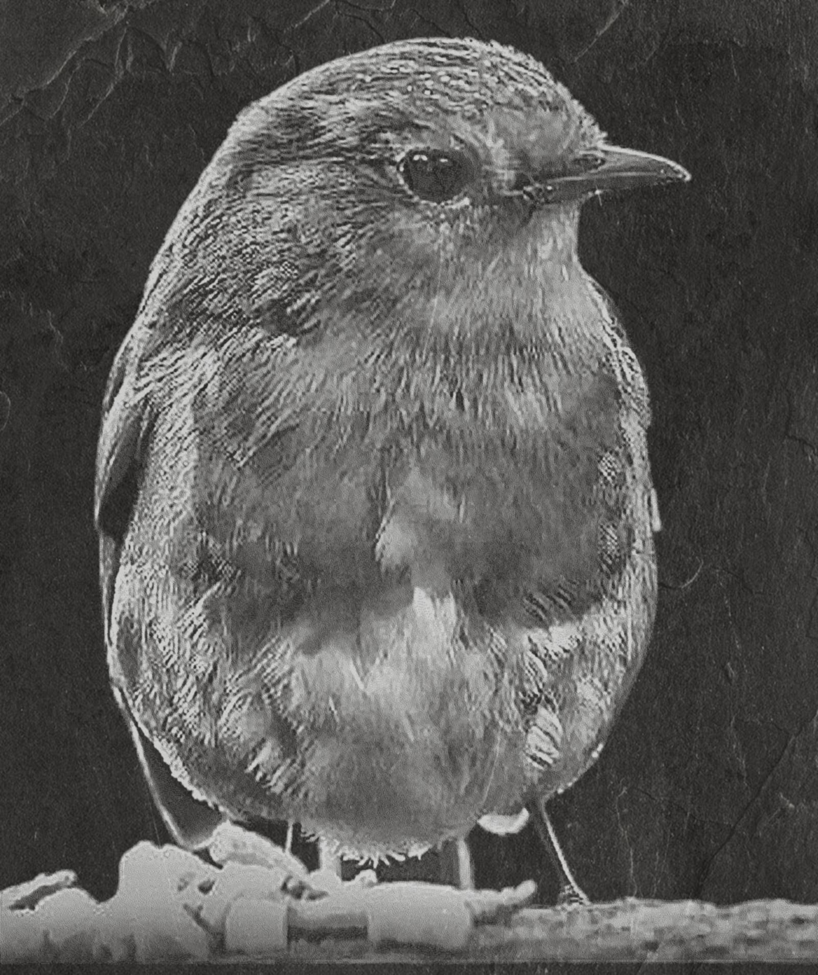 Robin PNG Bundle | European Robin Wildlife Art | 17 PNG Files – 2 ZIP Downloads laser engraving light burn