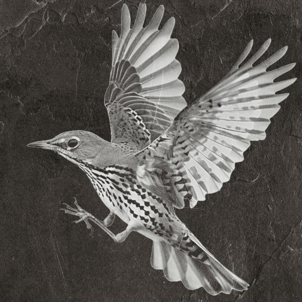 8 PNG files Mistle Thrush Bird PNG Bundle – Nesting, Flying & Woodland Poses | 8 Wildlife Clipart Downloads