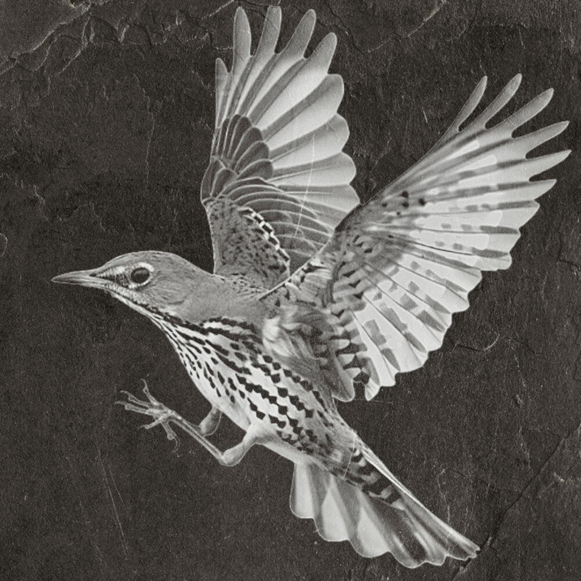 8 PNG files Mistle Thrush Bird PNG Bundle – Nesting, Flying & Woodland Poses | 8 Wildlife Clipart Downloads