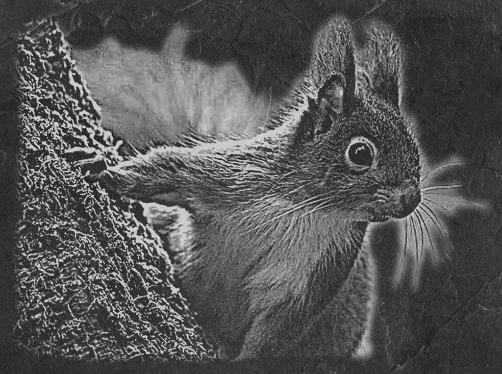 Red Squirrel PNG Set | Laser Engraving Files | 8 Wildlife Designs | Slate Engraving PNG | Digital Download