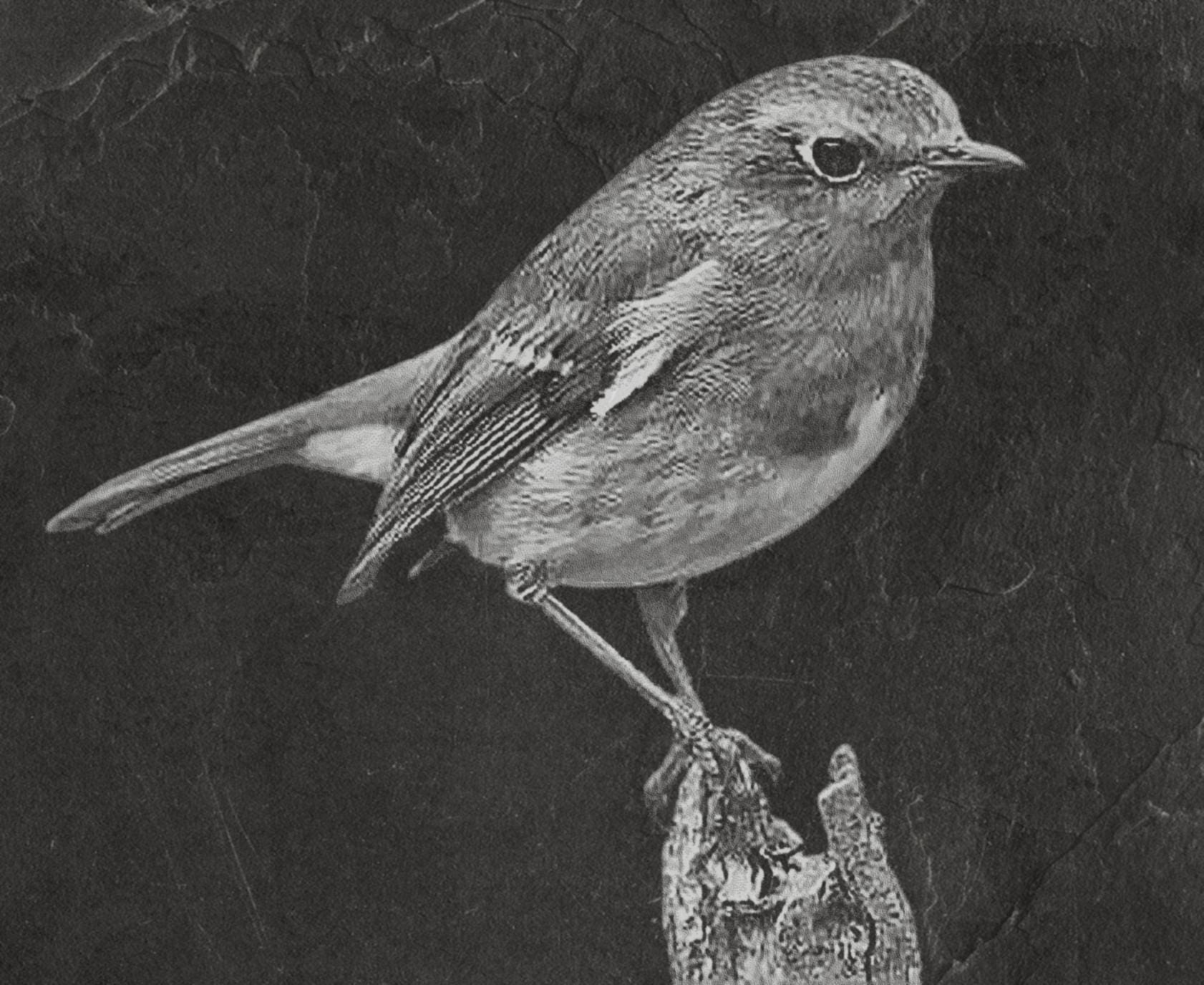 Robin PNG Bundle | European Robin Wildlife Art | 17 PNG Files – 2 ZIP Downloads laser engraving light burn