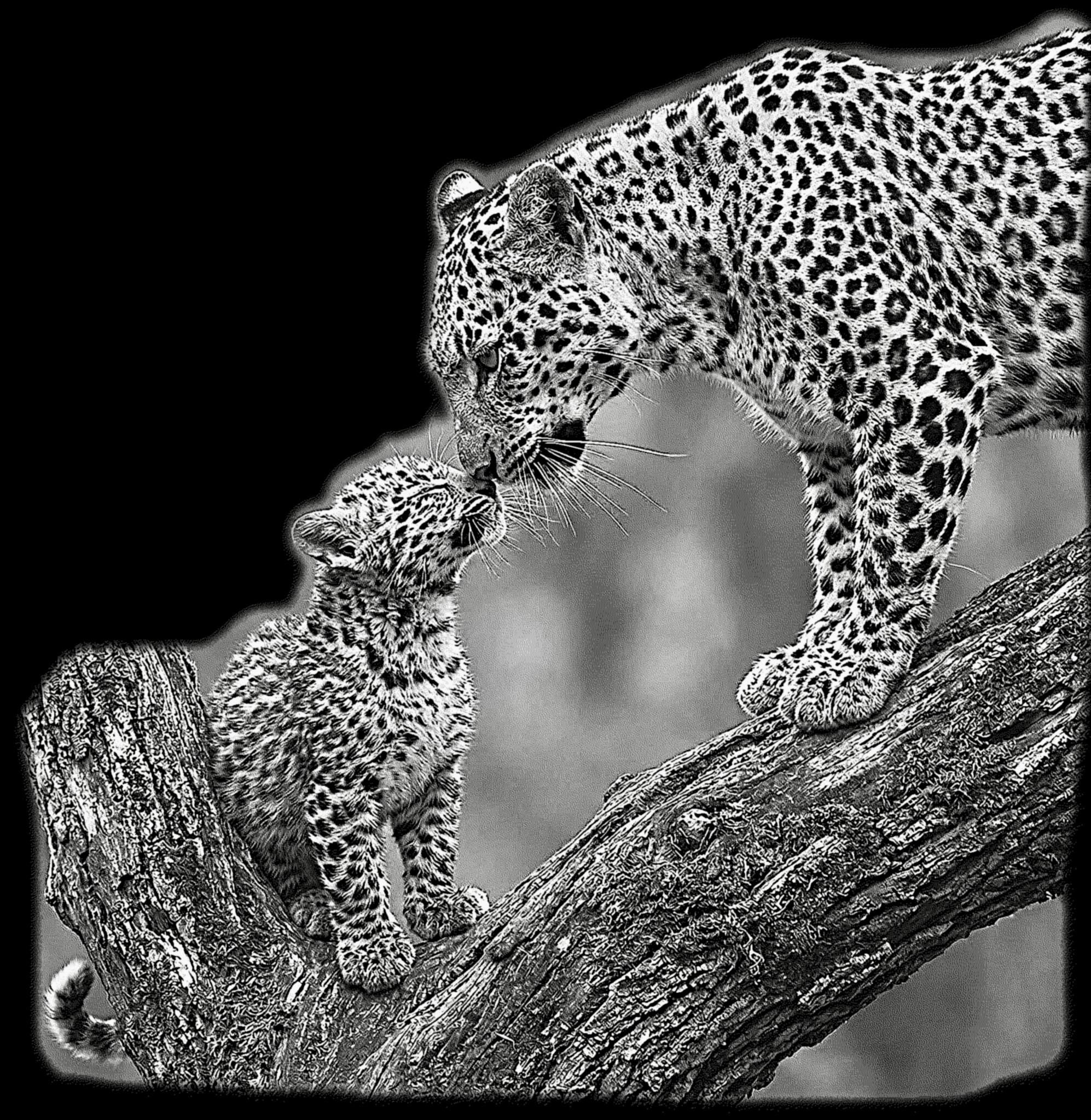 Leopard PNG Set – 5 Files | African Safari Wildlife | Laser Engraving Digital Download